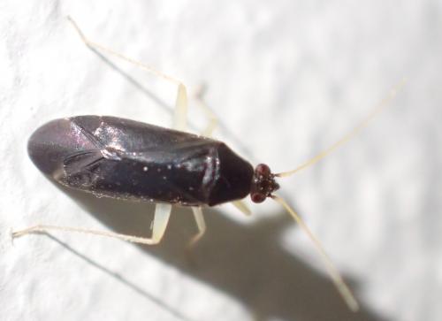 Phylus coryli
